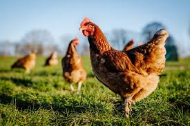 How to use chicken manure?